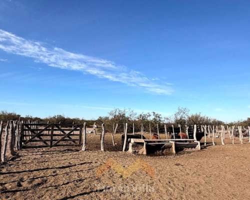 15.000 Ha Ganaderas en Lihuel Calel