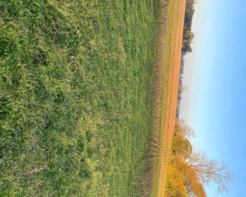 Campo Agricola en Zona de Mercedes Prov de Buenos Aires