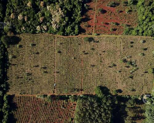 Se Vende Chacra con Yerba en Colonia Naranjito Misiones 31 H