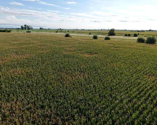 21 Has Agrícolas en San Genaro. Sobre Asfalto.