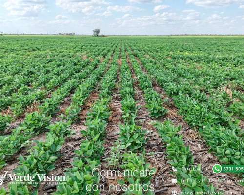 105 Has en Venta - Pcia del Chaco, Campo Largo