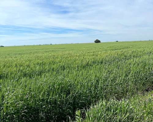 178 Has Agricolas Cultivos Soja Maíz Trigo Alfalfa