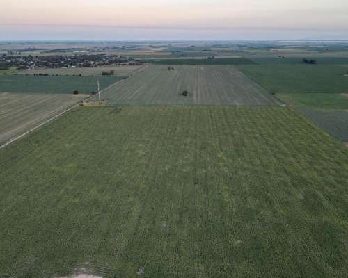 590 Ha - San Genaro (santa FE) - Ganadero