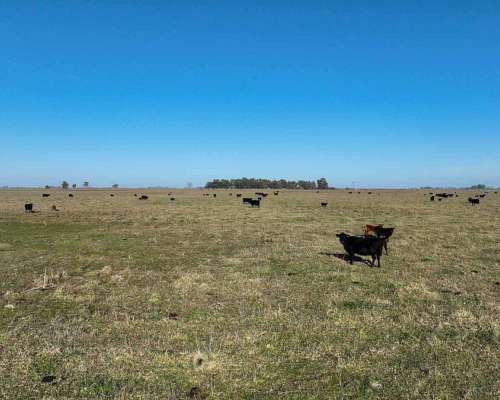Pcia. de Buenos Aires - Gorch 860 Ha