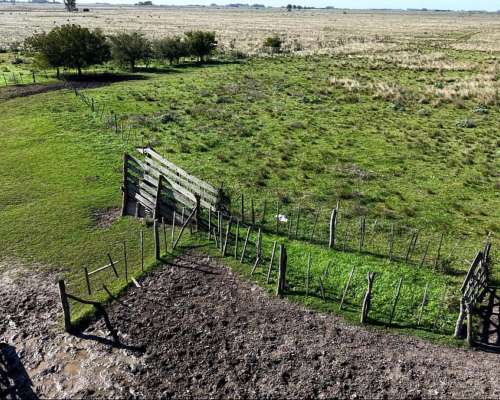 Vieytes (BS As): 200 Ha en Alquiler
