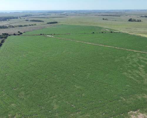 Chascomús, Buenos Aires - 1.038 Ha