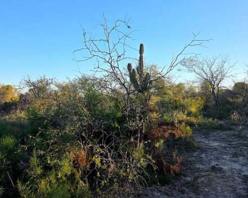 Vendo Campo en Lugones S/ Ruta 34 SGO del Estero 947 Has