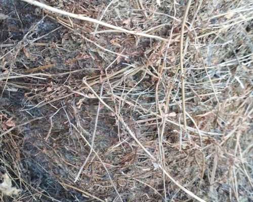 Forraje/ Rollos de Alfalfa y Pastura