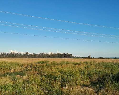 Alquiler para Siembra, Candelaria