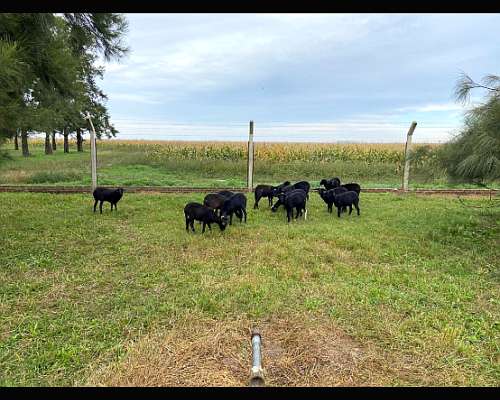 Borregas y Carneros Santa Inés