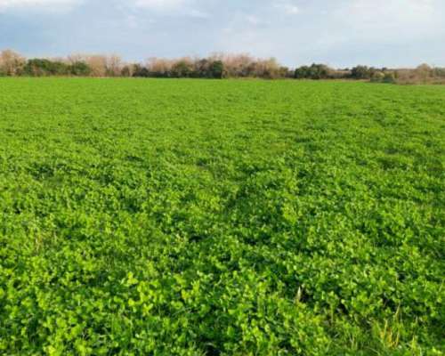 3.7 HA. en San Anselmo