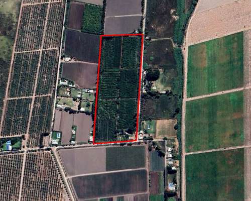 Finca de Ciruelos en Corralitos Mendoza