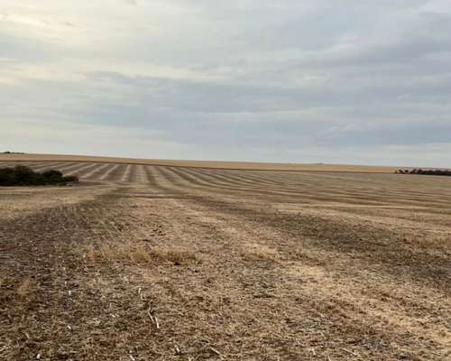 Se Venden 250has Agricolas