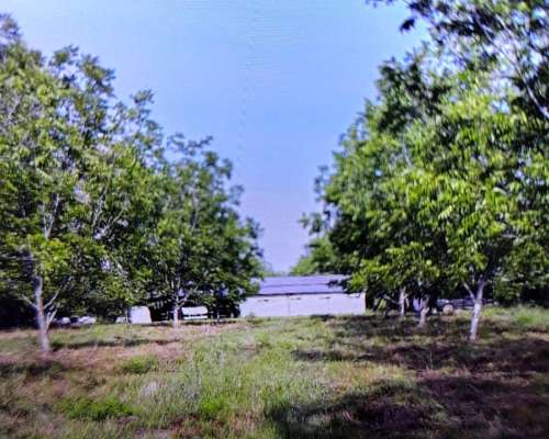 4 Ha de Plantación de Nuez Pecán