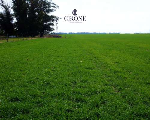 Venta - Campo - 12 Hectareas - Mechongue