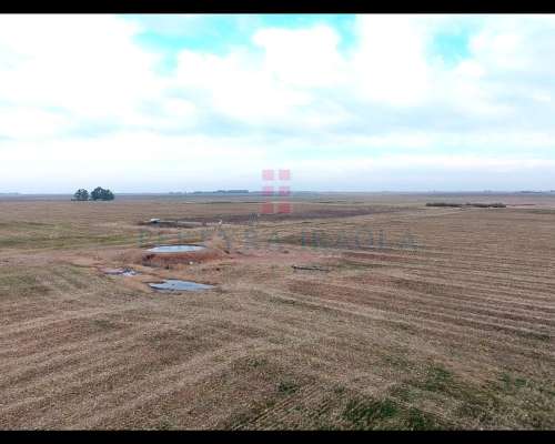 6902ha Campo Mixto en Venta en Lincoln, Pcia. de BS AS.