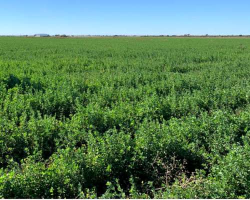 Campo 997 Has. Limpias - Inst. Feedlot - Alfalfa - Riego