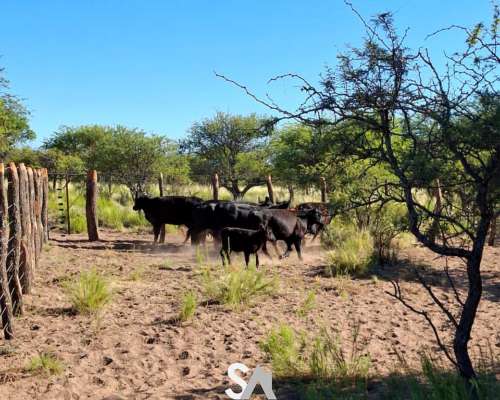 Vende: Campo Ganadero de 1.650 Hectáreas. Carro Quemado