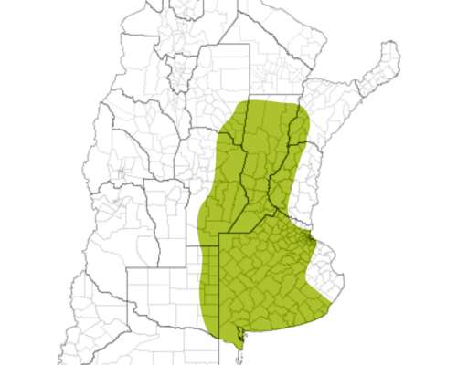 Semilla de Alfalfa Super Monarca - Produsem