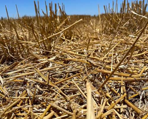 Campo Agrícola 46 Ha 100% Laborable Erezcano-conesa (BS AS)