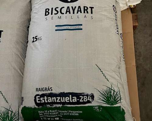 Semillas de RYE Grass