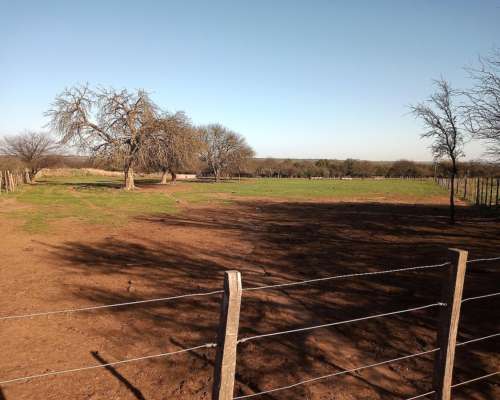 1600ha en Doblas la Pampa