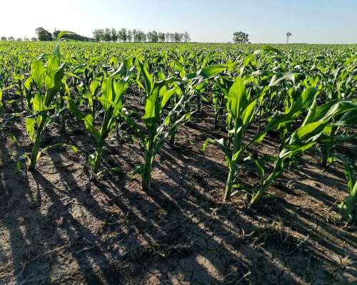 Vendo 751 Has en Salto Grande