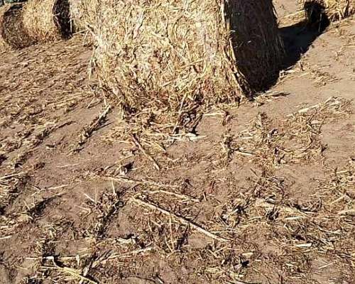 Vendo Rollos de Sorgo de Excelente Calidad