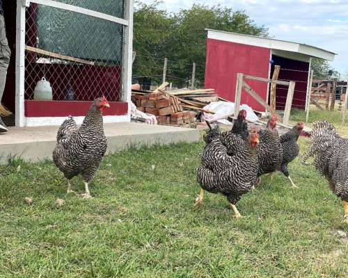 Galllinas de Campo Batarazas