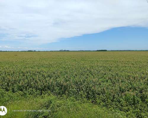 60 Agricolas Sobre Autopista Rosario
