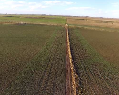 Campo Mixto 680 Has – Coronel Dorrego – Buenos Aires