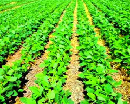 1.000 Ha Mixtas en Villa Saboya