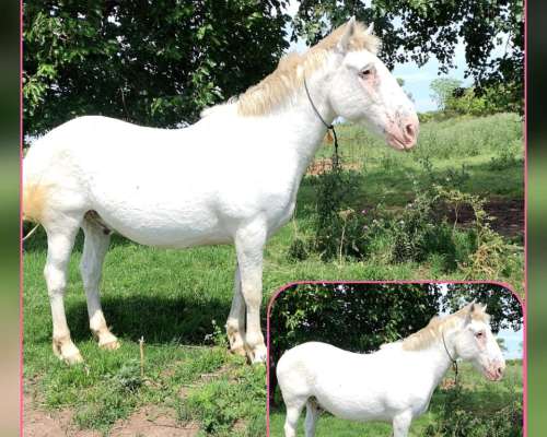 Caballos Mansos de Andar.