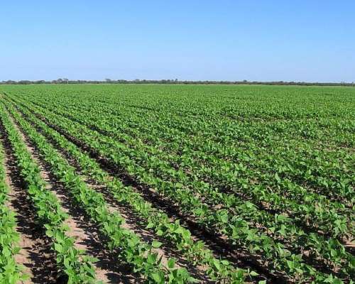 2100 Hectareas en Santiago del Estero (departamento Capital)