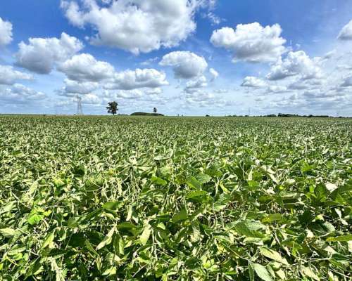 Oportunidad 100 Hectáreas Agricolas