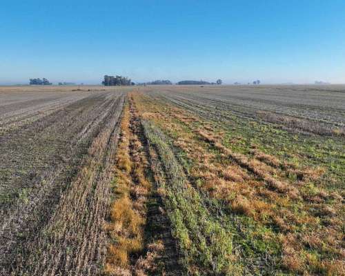 Pcia. de Buenos Aires - Carmen de Areco 66 Has