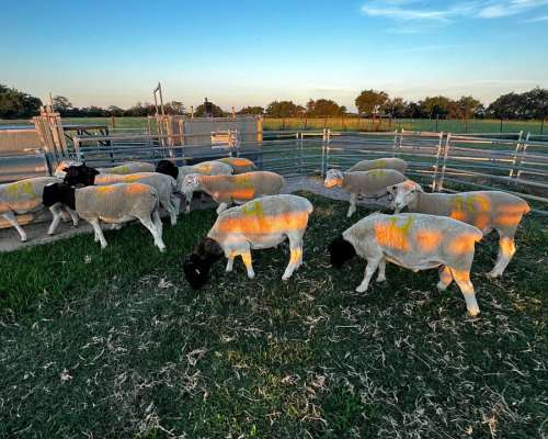 Carneros Dorper( White y Black)