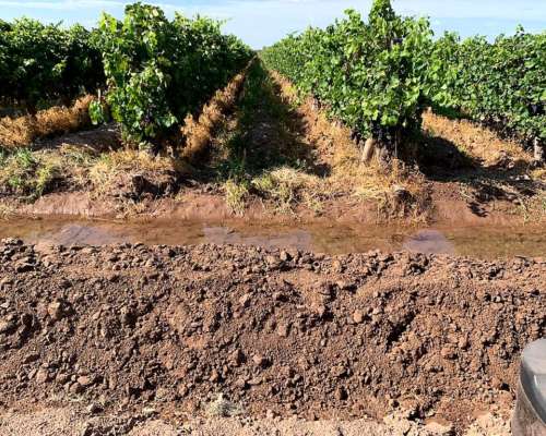 Finca Productiva en Venta 25 HA– Colonia los Álamos, Maipú