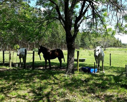 Campo Mixto en Concordia