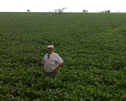 Alquilo 3000 Ha o Fracción Tostado Camino a Bandera Excelen