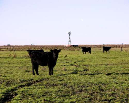 Ba2648 Venta 1360 Has. Olavarria Mixto Ganadero