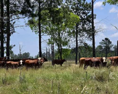 Se Vende Campo de 860 Ha Santo Tomé Corrientes.