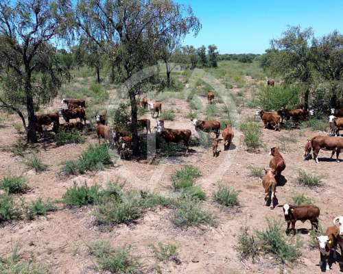 Campo Ganadero- 3.000 Ha en Chuña, Córdoba