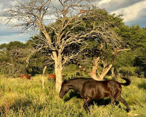 Vendo Campo Ganadero San Luis Capital