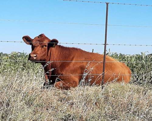 Venta 200ha en Rivera Provincia de Buenos Aires