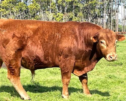 Toros Limangus Colorados Mansos de 2 y 3 Años