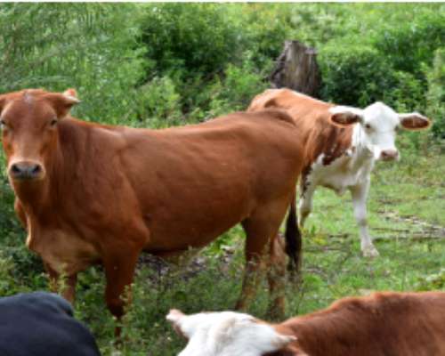 520 Hectareas en Corrientes