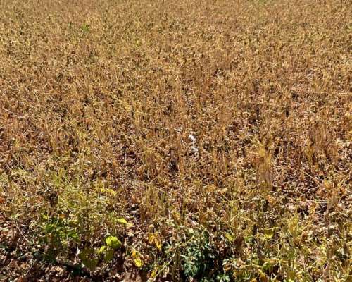 Finca 719 Has en Anta (salta) con Agua, Casa e Invernaderos