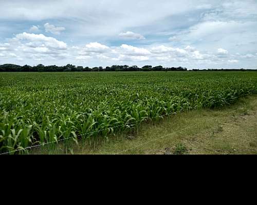 30 Ha Mixtas en Villa Ocampo.