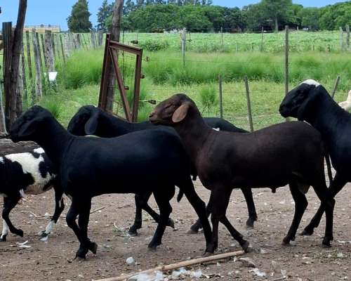 Carneros PPC Raza Santa Ines, Disponibles